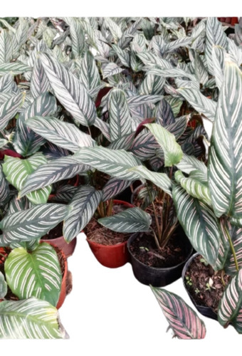 Planta Calathea Mil Rayas