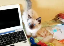 Comprar Gatita Sagrada De Birmania Hermosa N0 Bengal Persa Himalayo