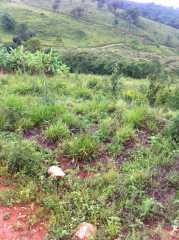 Imagem 16 de 16 de Terreno / Área Para Comprar No Marques Em Brumadinho/mg - 293