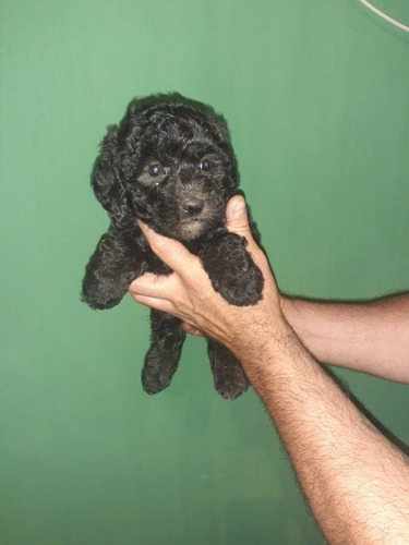 Imagen 1 de 5 de Cachorros Negritos Mini 