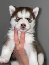 Comprar Cachorros Husky Siberiano Con Pedigree