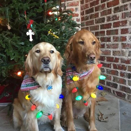 ¡ Collar De Bombilla Brillante Con Luces Led Navideñas,