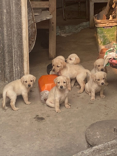 Cachorros Labrador Retrivers 