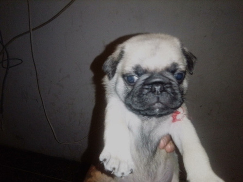 Imagen 7 de 9 de Cachorros Pug Carlinos
