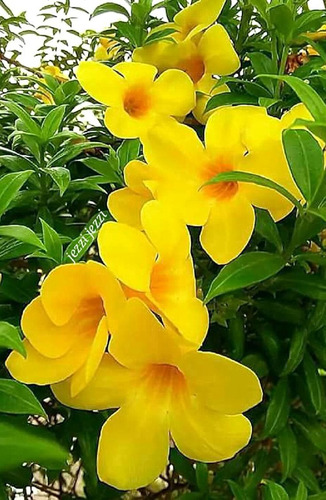 2 Plantas Enredadera Alamanda Copa De Oro (Usado)