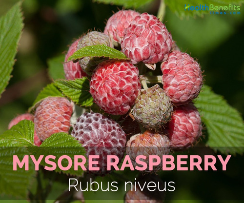 Framboesa Tropical Amora Rubus Niveus Rapsberry 30 Sementes 