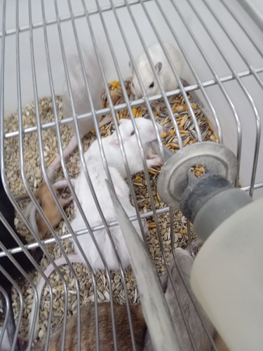 Gerbil Ou Esquilo Da Mongólia. Varias Cores. Machos E Femeas