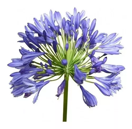 Agapanto Lilás ( Agapanthus Africanus ) - Kit 20 Mudas | Parcelamento sem  juros