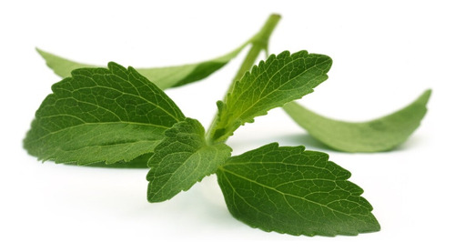 Plantín Stevia Rebaudiana La +dulce=esteviósidos 100%orgánic