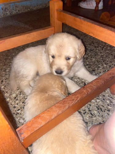 Golden Retriever Cachorros