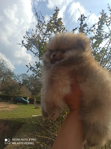 Imagem 2 de 5 de Spitz Alemão Laranja