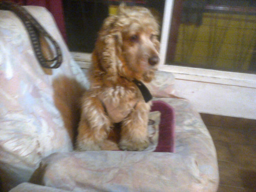 Imagen 6 de 6 de Guardería Canina Rincon De Tortuguitas