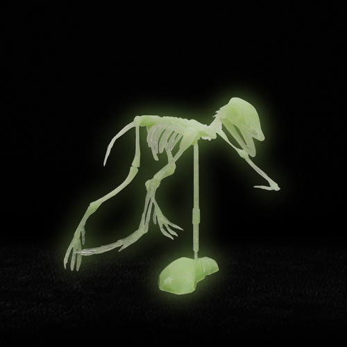 Ensamblaje De Esqueleto Humano De Dinosaurio Noctilucente, C