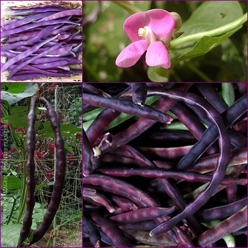 Sementes De Feijão De Corda Caupi Macáçar Frade Crioulo Roxo