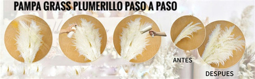Pack X 60 Plumerillos Pampa Grass Selloana Beige 1,30 Metros Beige