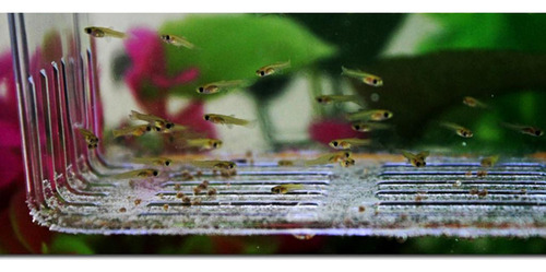 . Caja De Aislamiento De Peces 4 Piezas