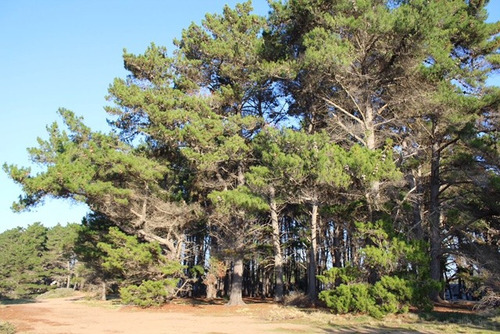 Cabañas Bosques Del Canelo . A Solo 100 Metros De Playa .