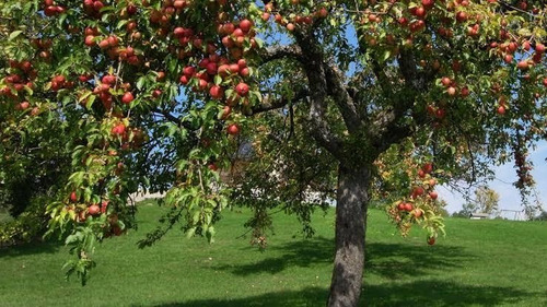Imagen 7 de 7 de 1 Kg. Abono Para Árboles Frutales.