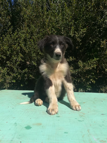 Machos Border Collie Clasicos Padre Y Abuelo Inscritos Kcc