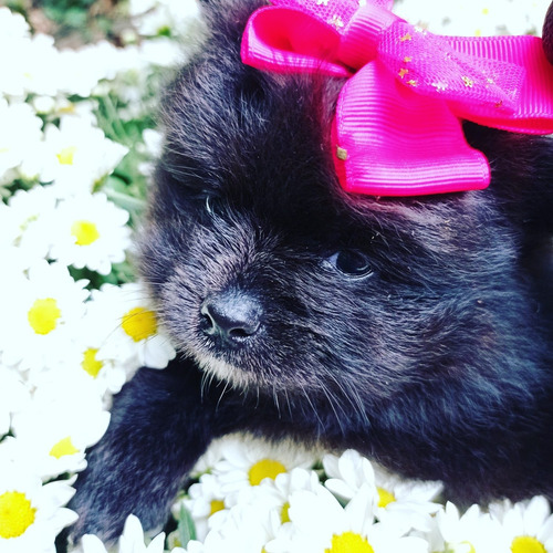 Filhote De Lulu Mini Com Atestado Veterinário