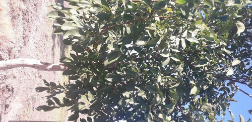 Vendo Fincas Con Nogales San Rafael Mendoza