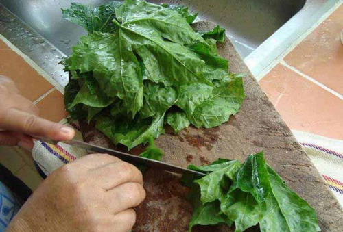500 Gramos Chaya Partes Aereas Secas Infusion