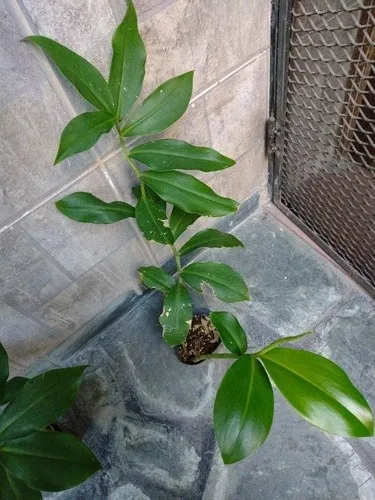 2 Plantines Costus Barbatus Jengibre Espiral Ornamental