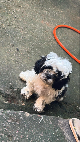 Cachorro Shih Tzu Filhote