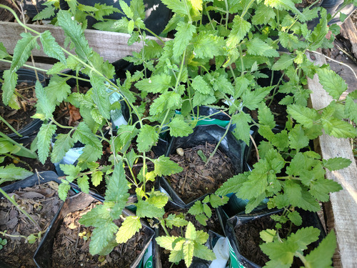 Margarita Punzò Glandularia Peruviana