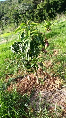 Terreno Com 2.068 M2