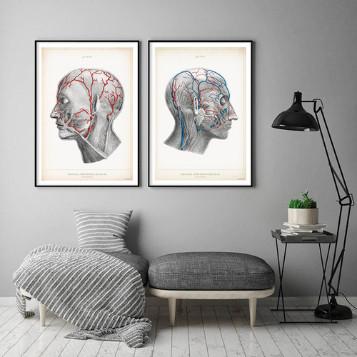Anatomía Humana 60-61-62-63-64-65-66-67-68-69-70-60bis