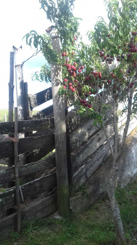 Campo En Venta En Lavalleja, 15 Hectáreas