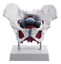 Comprar Para Rx Modelo De Pelvis Femenina Y Órganos Reproductores