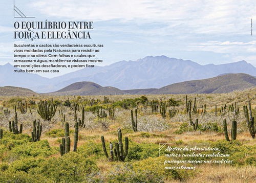 Livro - Vasos De Suculentas E Cactos - Almanaque Natureza, De Editora Europa. As Mais Fantásticas Capas, Vol. 15. Editorial Europa, Capa Dura, Edição 1 Em Português, 2025
