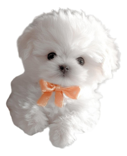 Juguete Electrónico De Peluche Para Perro Que Camina Y