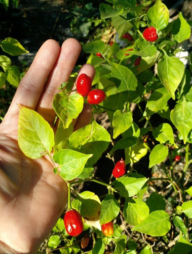 50 Semillas De Pimiento Picante Rojo