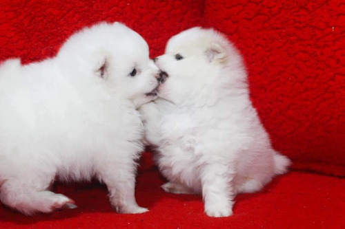 Imagen 3 de 3 de Cachorros Pomerania
