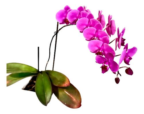 Orquídea Natural De Colormorado