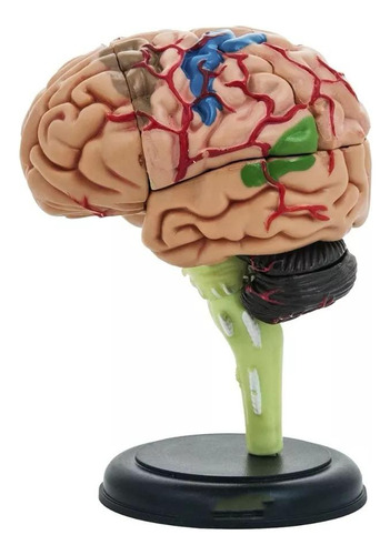 Modelo Anatómico Estudio Cerebro Humano Arterias Puzzle 4d