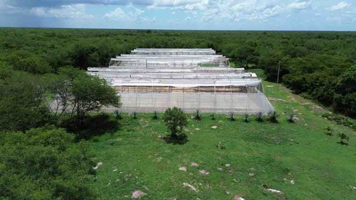 Terreno - Invernadero Cercano A La Costa Yucateca