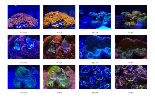 Imagen 5 de 10 de Lente Corales Filtro Para Celulares O Tablet Acuario Mantis