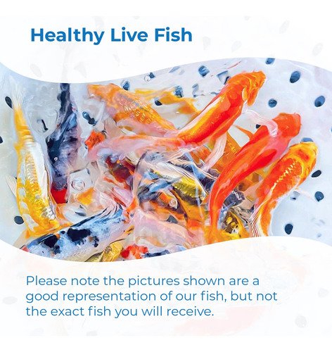 Peces Koi Vivos Para Estanques Acuarios O Peceras Color