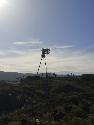 Imagen 3 de 15 de Venta De Campo 207 Hectáreas En Villa Alpina - Tlc0681