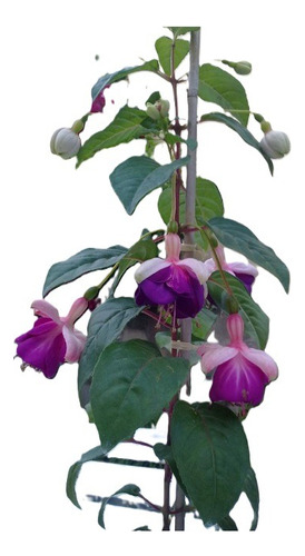 Sobre Para Sembrar 15 Plantas  Aljabas Flor Blanca Y Rosada