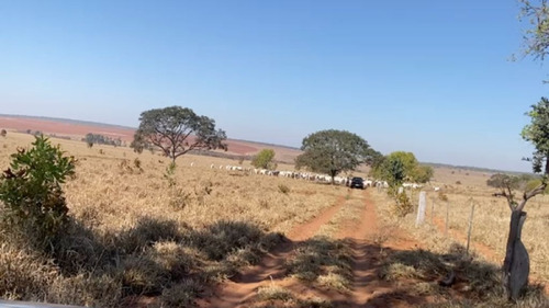Imagem 9 de 14 de Fazenda De Grande Extensão Dupla Aptidão Para Venda Na Região De Campo Grande-ms, Com 4.742 Hectares, Montada Pecuária, Rica Em Agua, Pista Pouso - Fa00399 - 70075944
