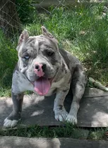 Comprar American Bully Para Monta, Con Registro Pedigree