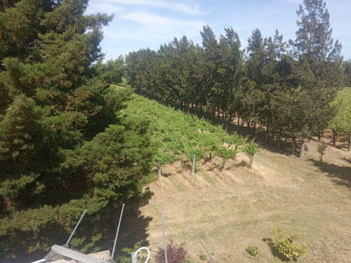 Imagen 6 de 14 de Excelente Chacra Con Viñedos Varias Cepas - Toledo Chico