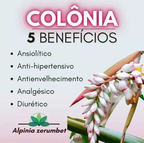 Alpinia Zerumbet ( Gengibre Concha)