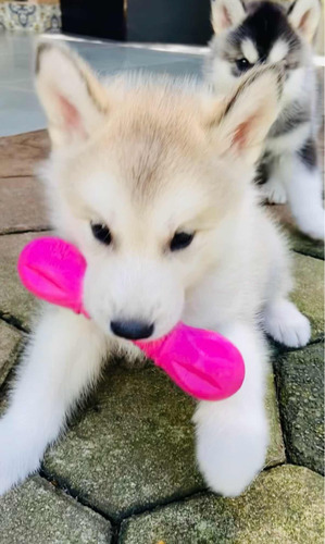 Filhotes De Husky Siberiano Com Malamute Do Alaska