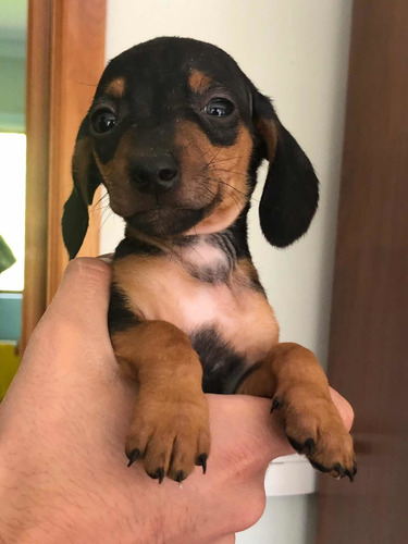 Preciosos Salchicha Miniatura Dachshund